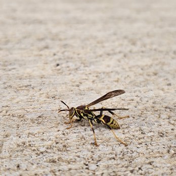 Osborne Pest Control - Wasp season is serious, call us if you need us! - Pest Control Near Me Osborne Pest Control - Wasp season is serious, call us if you need us! - Pest Control Near Me