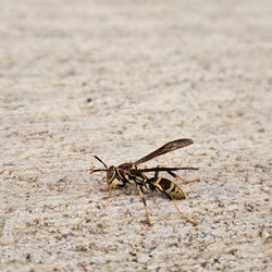 Osborne Pest Control - Wasp season is serious, call us if you need us!