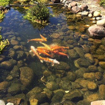 Jass Gardening - koi fish swimming in a pond - Gardeners Near Me Jass Gardening - koi fish swimming in a pond - Gardeners Near Me