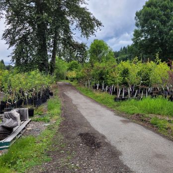 Classic Landscaping - Landscaping Near Me - Kirkland, Washington