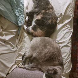 Napa Pet Care - Sleeping back to back