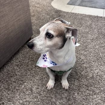 Vida pet grooming - Best place to go with your pet! - Pet Sitting Near Me - Reseda, California Vida pet grooming - Best place to go with your pet! - Pet Sitting Near Me - Reseda, California