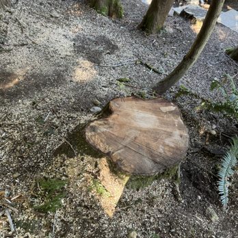 Rawls Tree Service - Tree Services Near Me - Bellingham, Washington Rawls Tree Service - Tree Services Near Me - Bellingham, Washington