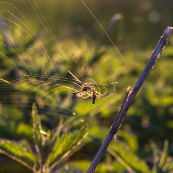 Good Tree Stewards - We don't spray harmful chemicals. - Tree Services Near Me Good Tree Stewards - We don't spray harmful chemicals. - Tree Services Near Me
