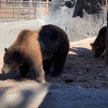 Bearizona - Bear - Zoos Near Me - Williams, Arizona