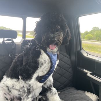 Sit Means Sit Manassas - Pet Training Near Me - Gainesville, Virginia Sit Means Sit Manassas - Pet Training Near Me - Gainesville, Virginia