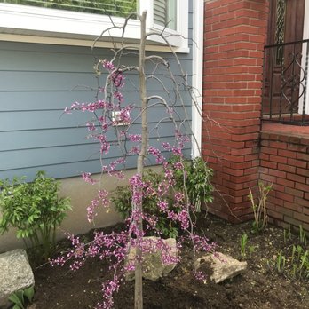 RC Landscape - Tree at original height - Gardeners Near Me - Mamaroneck, New York