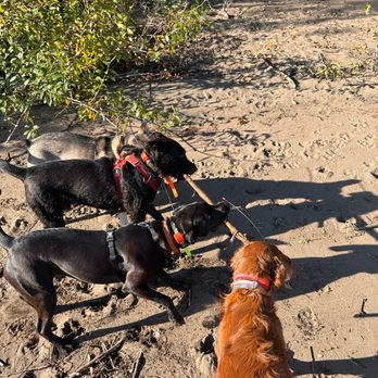Dog Adventures Northwest - Four dogs! One stick! - Pet Sitting Near Me Dog Adventures Northwest - Four dogs! One stick! - Pet Sitting Near Me