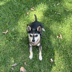 Bel Air Brentwood Dog Walking