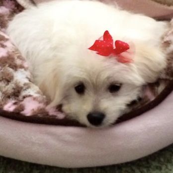 Tiny Fur Baby - Lola - Pet Breeders Near Me Tiny Fur Baby - Lola - Pet Breeders Near Me