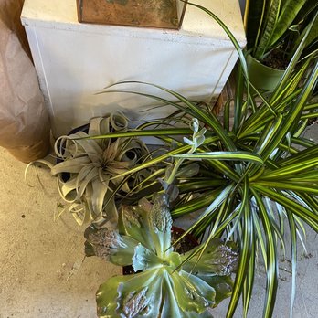 BLOOMS design house - Plants and succulents - Florists Near Me - Oceanside, California