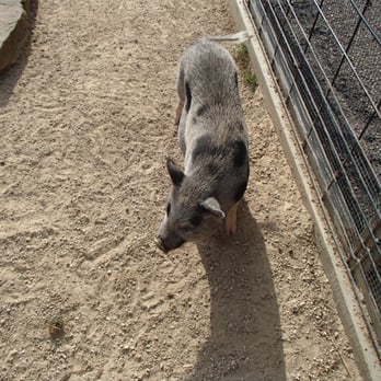 Ochsner Park & Zoo - Zoos Near Me - Baraboo, Wisconsin Ochsner Park & Zoo - Zoos Near Me - Baraboo, Wisconsin