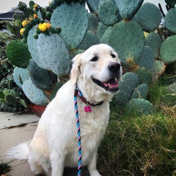 Leash L A - Pet Training Near Me Leash L A - Pet Training Near Me