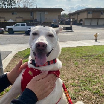 Animal Salon - Pet Groomers Near Me - San Diego, California Animal Salon - Pet Groomers Near Me - San Diego, California