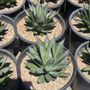 Photo of Ramirez Nursery