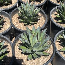 Ramirez Nursery
