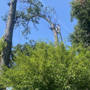 Foxx Tree Service - Landscaping Near Me - Monroe, Louisiana Foxx Tree Service - Landscaping Near Me - Monroe, Louisiana