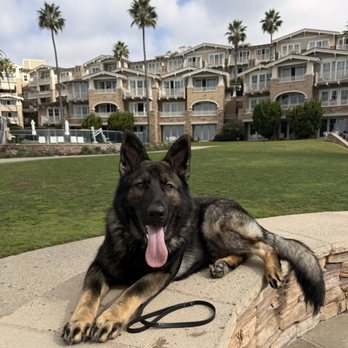 Peak Performance Dog Training - Pet Training Near Me - Ladera Ranch, California Peak Performance Dog Training - Pet Training Near Me - Ladera Ranch, California