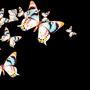 Photo of Butterflies 15