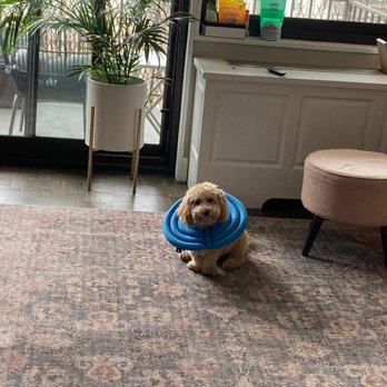 Riverside Veterinary Clinic - Croquette post surgery - Veterinarians Near Me - New York, New York Riverside Veterinary Clinic - Croquette post surgery - Veterinarians Near Me - New York, New York
