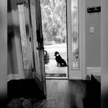 Sawmill Lakes - A dog truly is an amazing friend.. but today Bob's mission..Wait for FedEx... He tries to keep the packages from coming to the house - Condominiums Near Me - Ponte Vedra Beach, Florida Sawmill Lakes - A dog truly is an amazing friend.. but today Bob's mission..Wait for FedEx... He tries to keep the packages from coming to the house - Condominiums Near Me - Ponte Vedra Beach, Florida