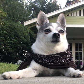 TrueCare for pets - Veterinarians Near Me - Studio City, California TrueCare for pets - Veterinarians Near Me - Studio City, California