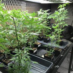 The People's Wellness Center - Clones!