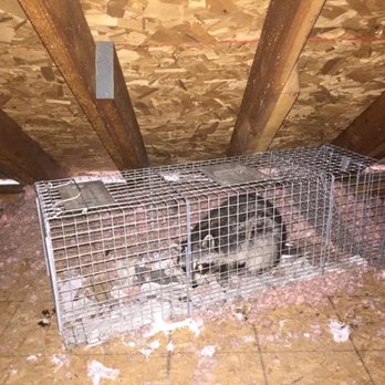 Catch A Critter - Racoon Captured - Pest Control Near Me - Beachwood, Ohio Catch A Critter - Racoon Captured - Pest Control Near Me - Beachwood, Ohio