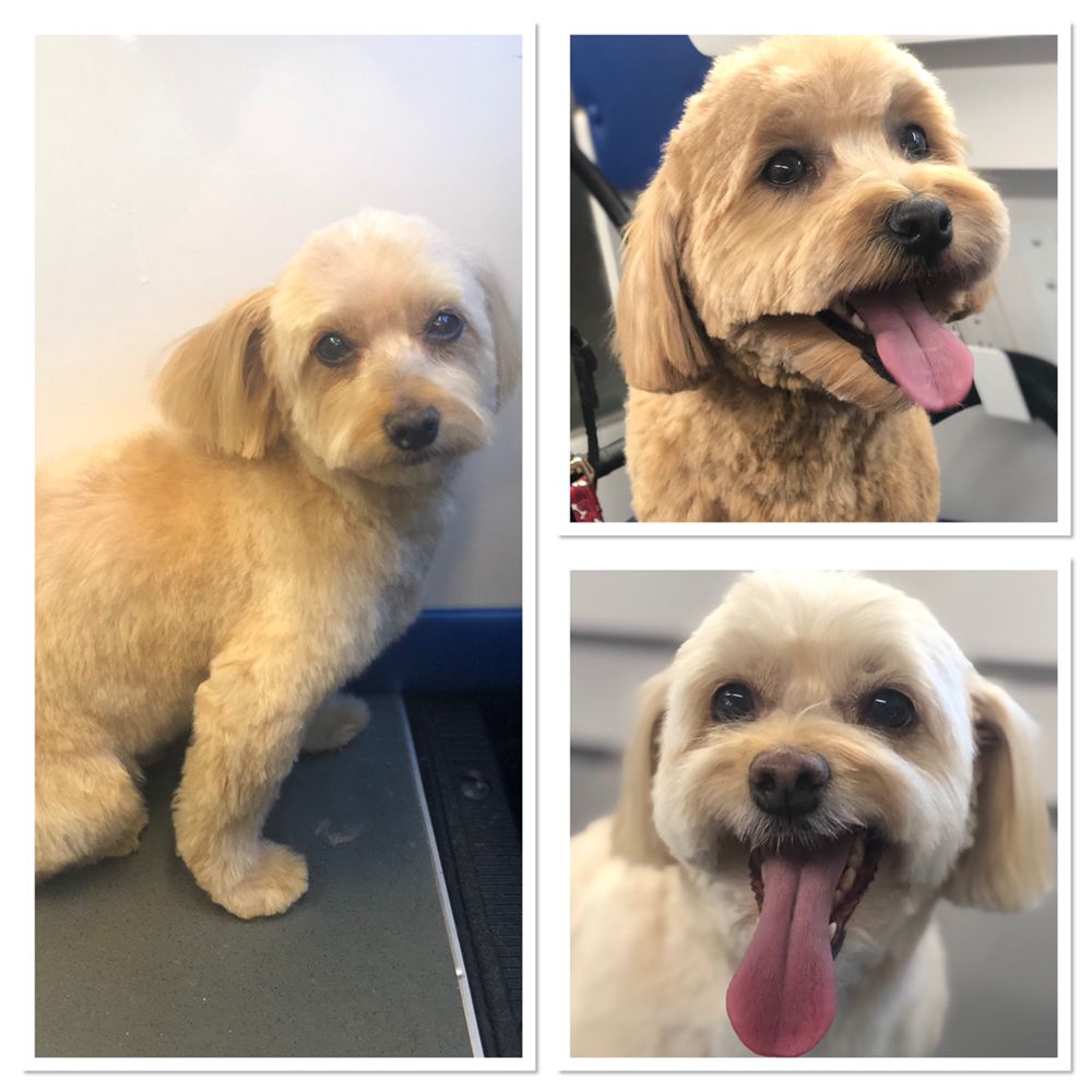 PAWLOR FUR DOGS MOBILE PET GROOMING 138 Photos & 10 Reviews Norwalk