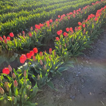 Tulip Town - Botanical Gardens Near Me - Mount Vernon, Washington Tulip Town - Botanical Gardens Near Me - Mount Vernon, Washington