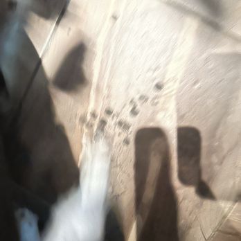 St Charles Hotel - Dog poop on the floor of elevator sooo gross the carpets in rooms were disgusting - Hotels Near Me - Hudson, New York St Charles Hotel - Dog poop on the floor of elevator sooo gross the carpets in rooms were disgusting - Hotels Near Me - Hudson, New York