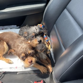 A Pet Affaire - On the way! They were very scared - Pet Groomers Near Me - Oxnard, California A Pet Affaire - On the way! They were very scared - Pet Groomers Near Me - Oxnard, California