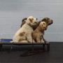 Photo of Lakeshore K9