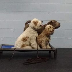 Lakeshore K9 - Family Climb