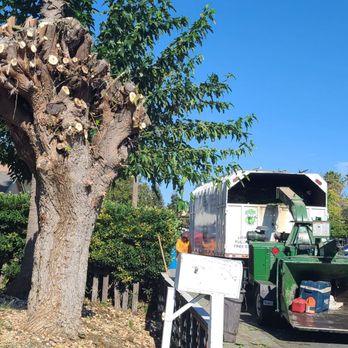 Urban Tree Care - After--it only took them about an hour to tackle this job. - Tree Services Near Me Urban Tree Care - After--it only took them about an hour to tackle this job. - Tree Services Near Me