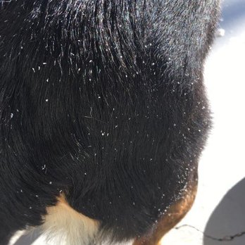 Happy Hound - Pet Groomers Near Me - Oxnard, California