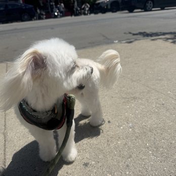Alessandro Pet Spa - Rosa Parks McDonald Turner - Pet Groomers Near Me - Los Angeles, California
