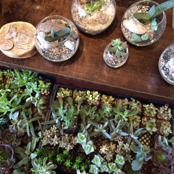 Artemisia - Cute lil succulents - Nurseries & Gardening Near Me - Portland, Oregon Artemisia - Cute lil succulents - Nurseries & Gardening Near Me - Portland, Oregon