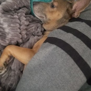 Wuff Dog Training - Pet Training Near Me
