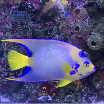 Reef Lounge Norco - Queen Angel that I got from Reef Lounge is beautiful,healthy and eats like a pig - Local Fish Stores Near Me - Norco, California Reef Lounge Norco - Queen Angel that I got from Reef Lounge is beautiful,healthy and eats like a pig - Local Fish Stores Near Me - Norco, California