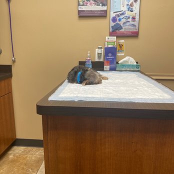 Pet Fair - Dog lying half dead in the vets office. Trying to save his life. - Pet Stores Near Me - Spring, Texas