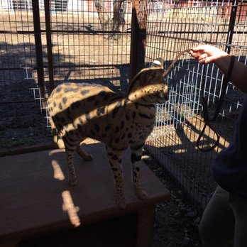 Wildlife Learning Center - Slade the Serval - Zoos Near Me - Sylmar, California