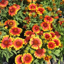 Schultz Farm & Garden