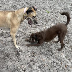 Arbor Park Dog Park