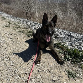 Puppy Adventure Academy - Apollo on his adventure with Alex. - Pet Training Near Me - Melissa, Texas Puppy Adventure Academy - Apollo on his adventure with Alex. - Pet Training Near Me - Melissa, Texas