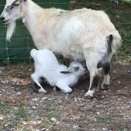 Baby goat and mama. Baby goat and mama.
