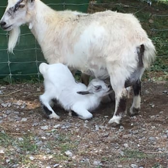Briarwood Ranch Safari Park - Baby goat and mama. - Parks Near Me - Bybee, Tennessee Briarwood Ranch Safari Park - Baby goat and mama. - Parks Near Me - Bybee, Tennessee
