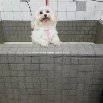 Pet Food Express - Hi, my name is Yuki and I am about to get washed! :) - Pet Stores Near Me - San Jose, California Pet Food Express - Hi, my name is Yuki and I am about to get washed! :) - Pet Stores Near Me - San Jose, California