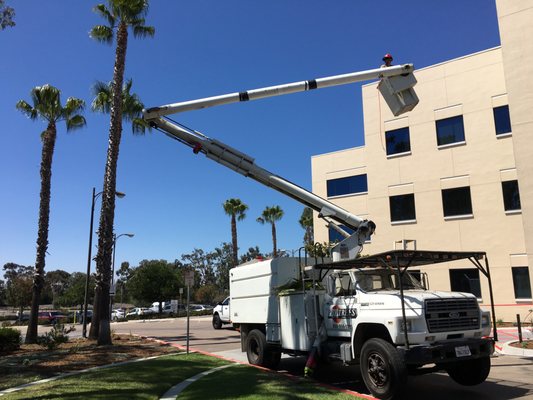 Queen palm trimming - Cedros Design District is one of our clients Queen palm trimming - Cedros Design District is one of our clients