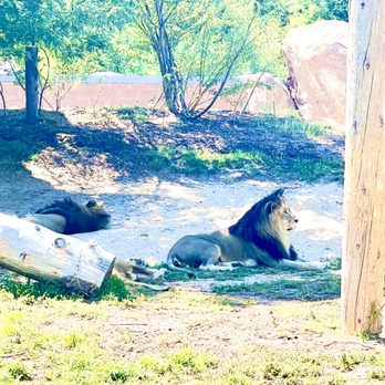 Denver Zoo - Zoos Near Me - Denver, Colorado Denver Zoo - Zoos Near Me - Denver, Colorado